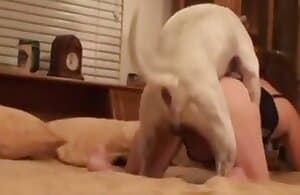 Con chó nhỏ đụ một phụ nữ xinh đẹp từ phía sau XXX